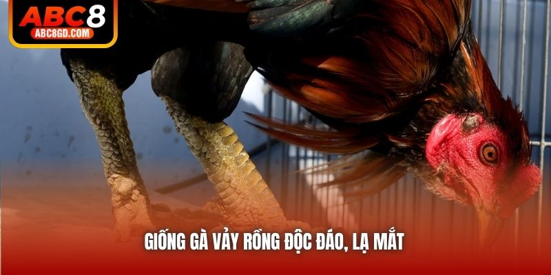 Giống gà vảy rồng độc đáo, lạ mắt